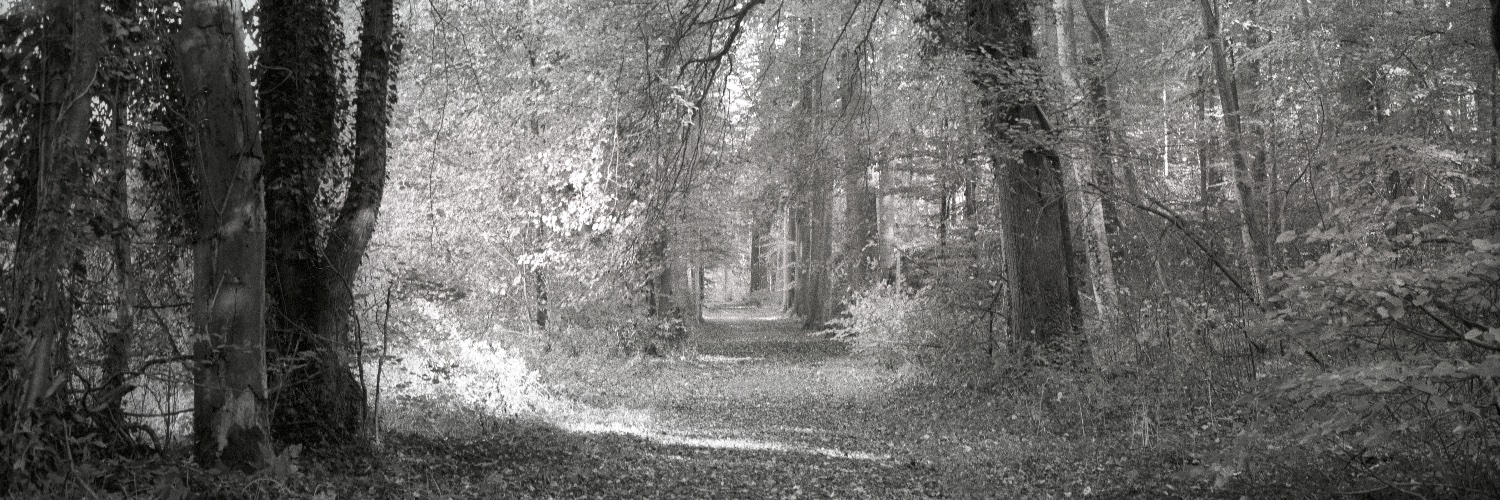 GaurivanGulik's profile banner image