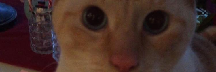 sandraorsucci's profile banner image