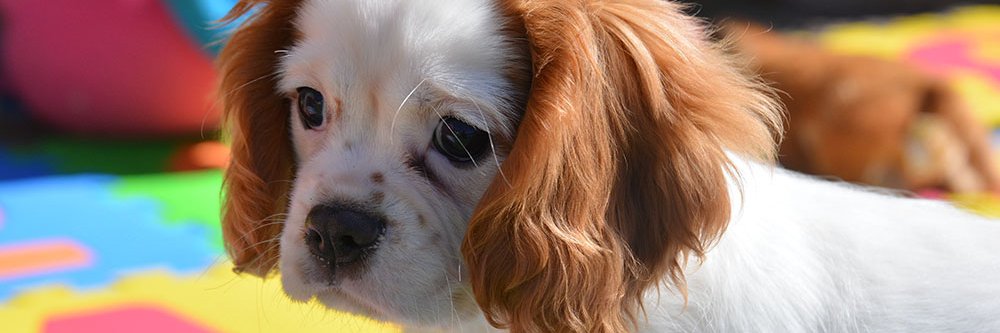 DogBreederUK's profile banner image