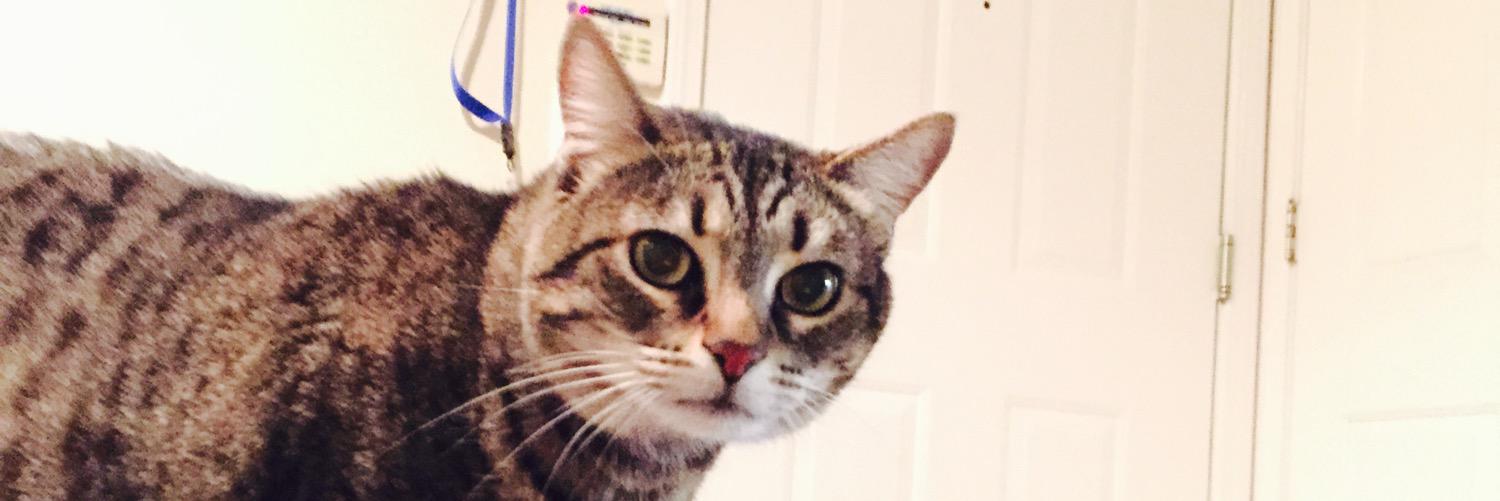 ginkyrawr's profile banner image