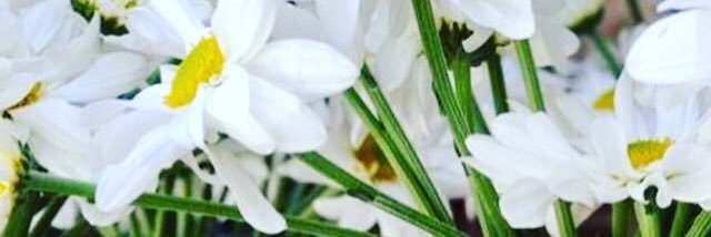 alessandra borgia banner