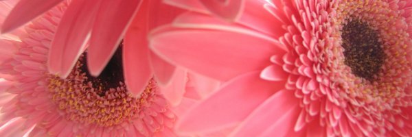 MoanaNursery Profile Banner