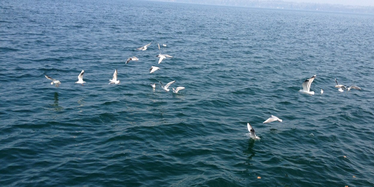 Nilofar M Bawa banner