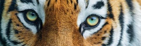 Michael Padberg Jr. banner