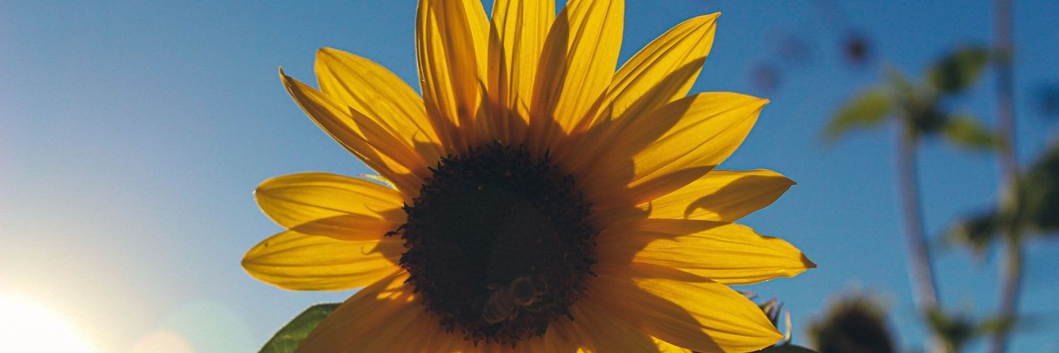 🦋..Phera Moan..🦋 banner