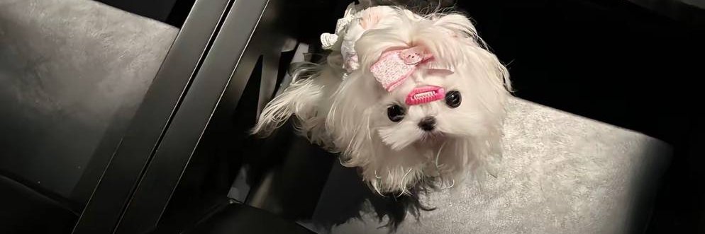 u点小糕冷 banner