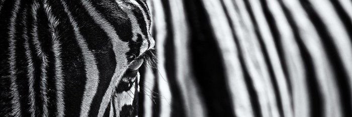 CamilleBsslt's profile banner image