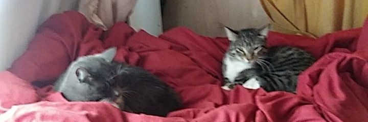 ShinyToyKayla's profile banner image