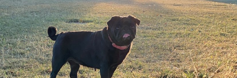 ELS | DAT | Wade banner