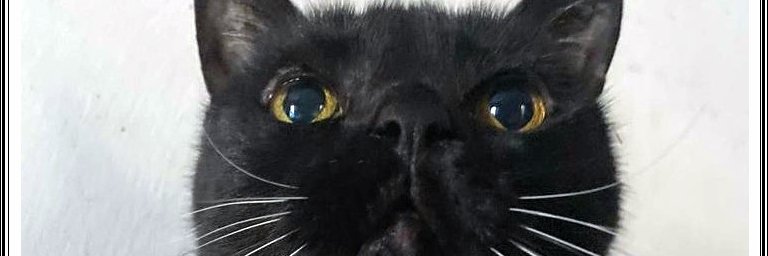 Pipo Cipolatti banner