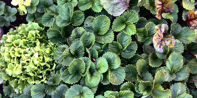 EdibleSacHigh's profile banner image