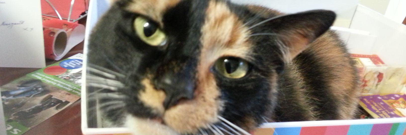 KismetFuzz's profile banner image