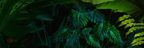 CJonker1's profile banner image
