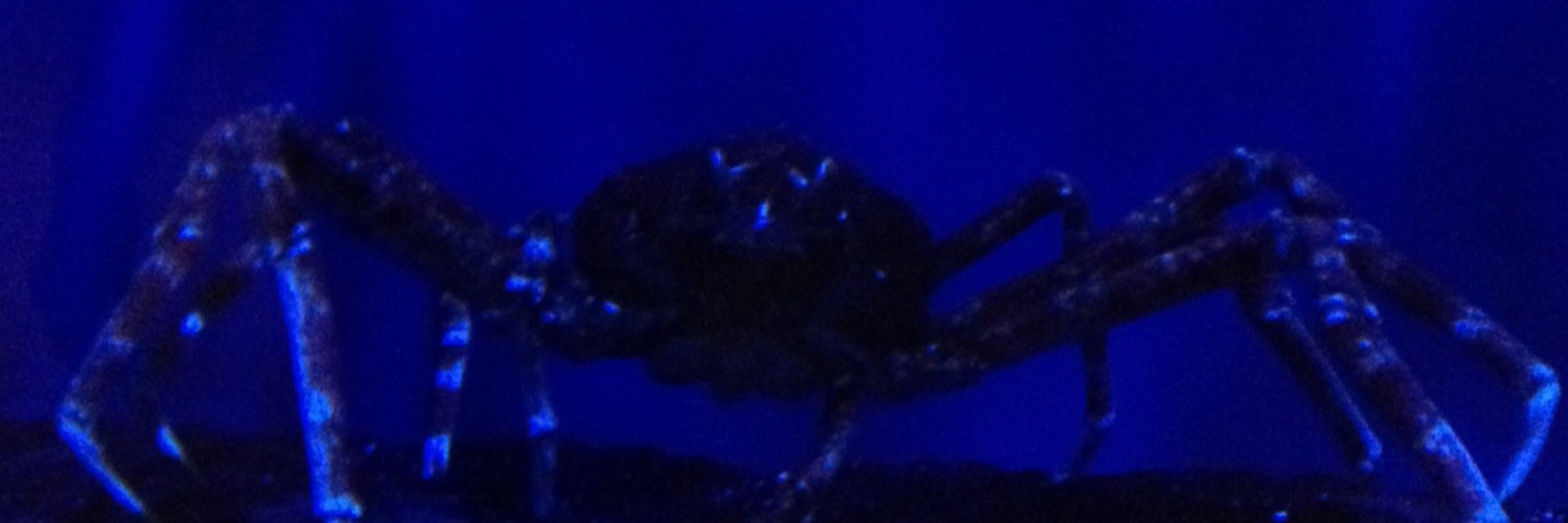 Barbie Ward 🦋 🦅 banner