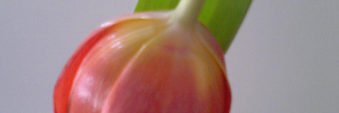 Nancy_Lefevre's profile banner image