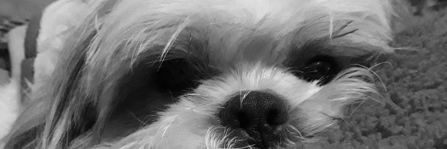 Nicolé banner