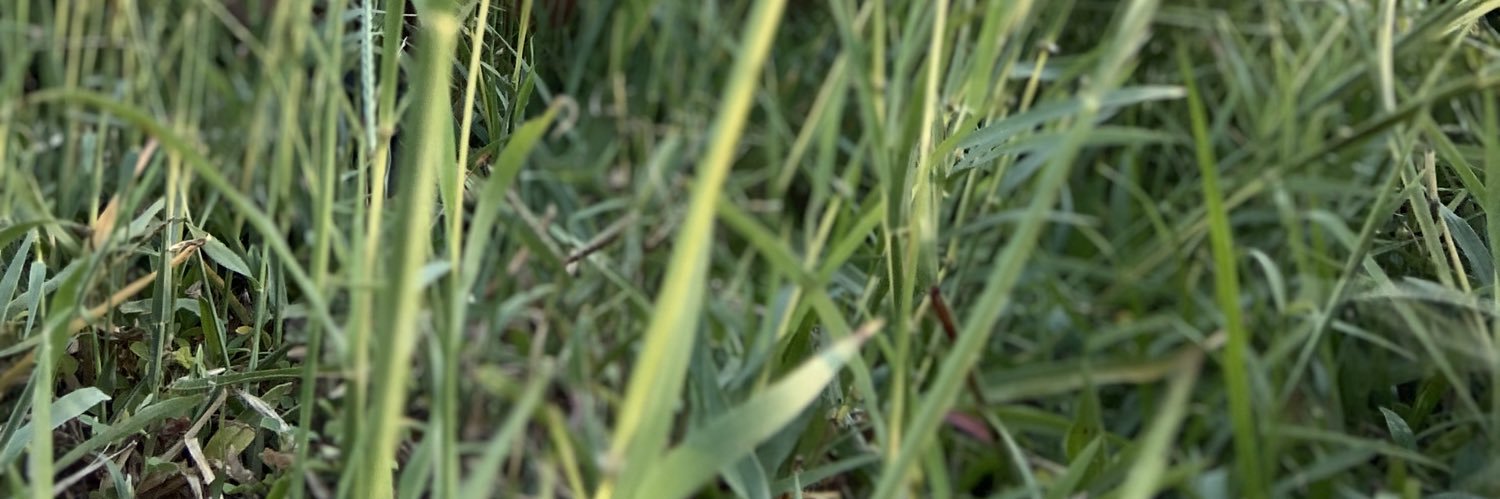 Ricerev's profile banner image
