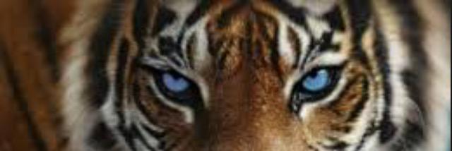 reeves_ash's profile banner image