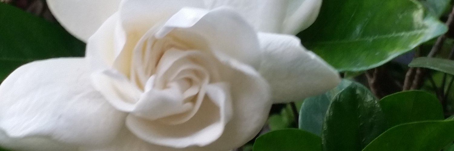ArnoldSue's profile banner image