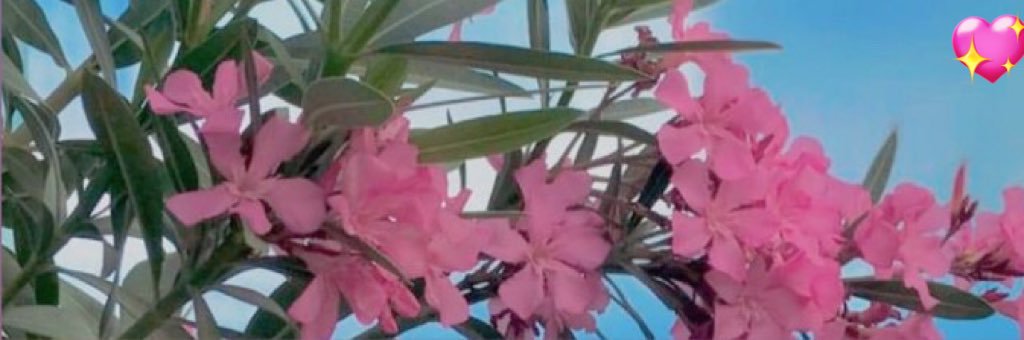 JUDITH_CATALINA's profile banner image
