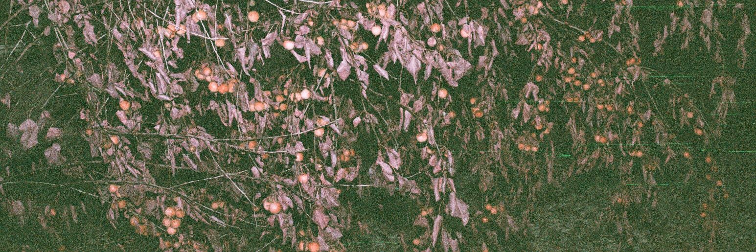 Matthew Cardinal ✨🌺 banner