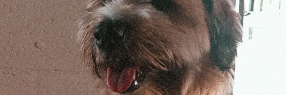 __Stephani's profile banner image
