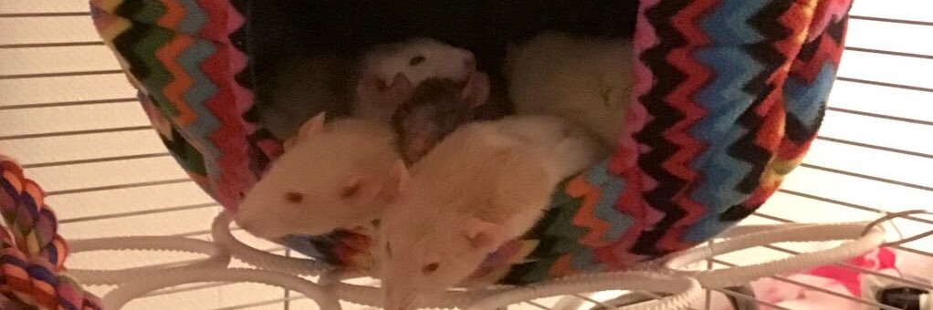 Ratagerie's profile banner image