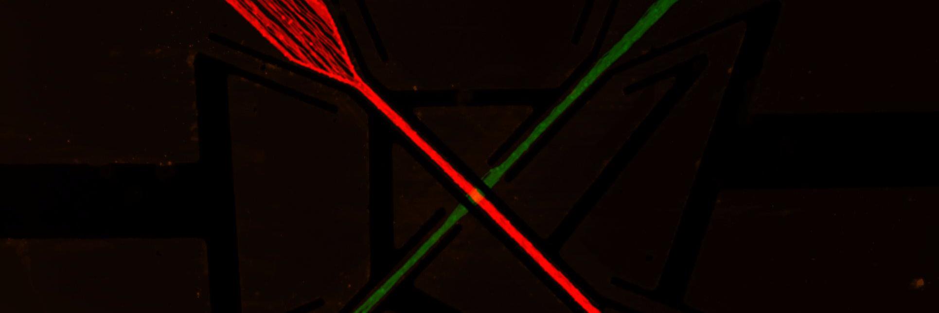 Thibault Honegger banner