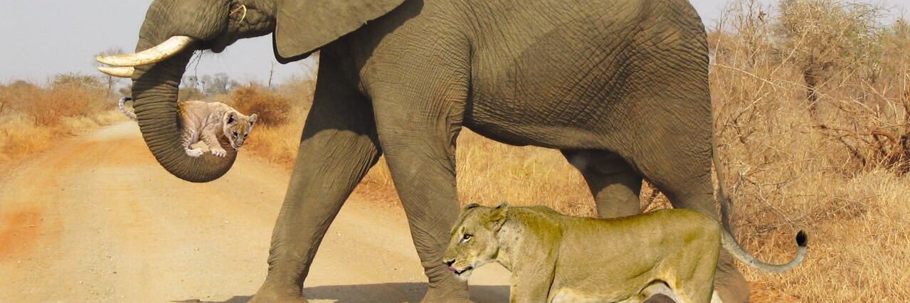 oginni oladapo banner