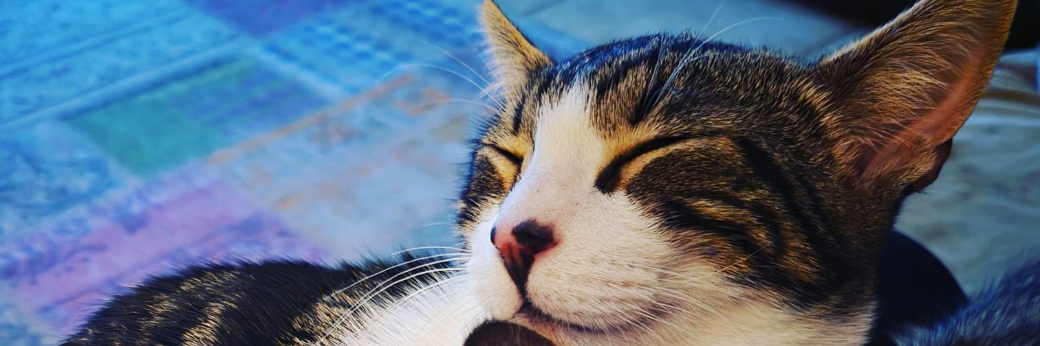 Corinna Longoria, M.Ed. banner