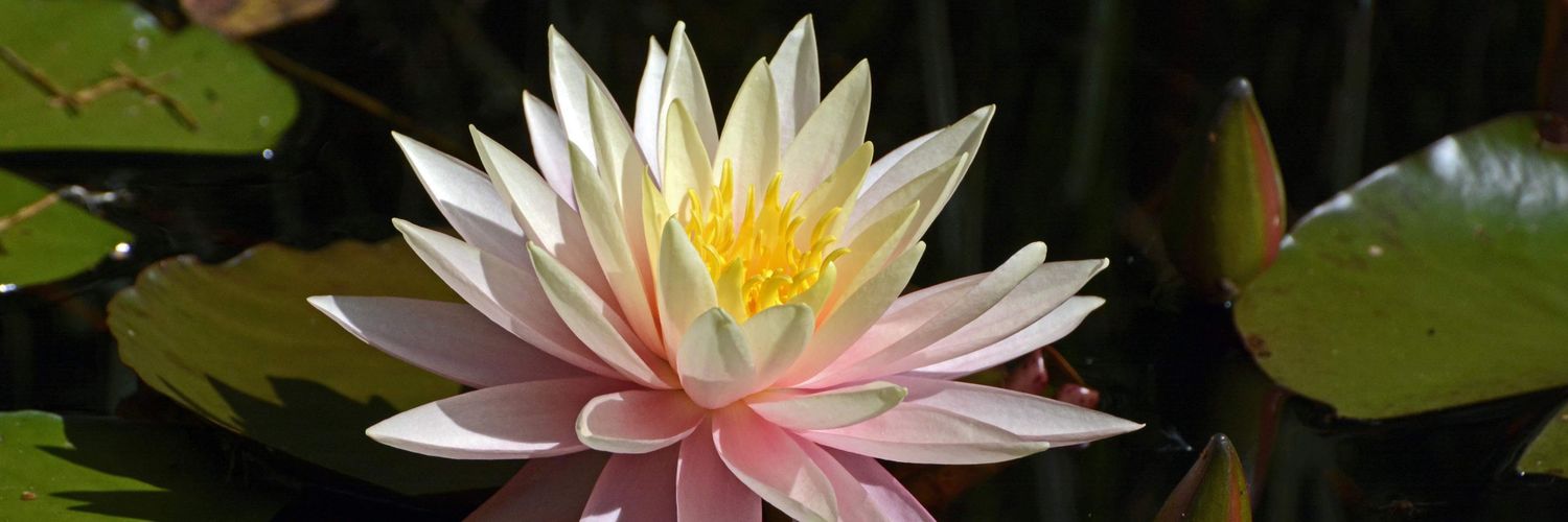 miemiechin(かぴぱら堂) banner