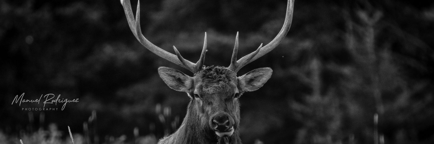menecr's profile banner image