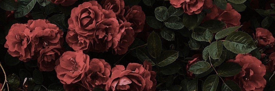 pranavi17's profile banner image