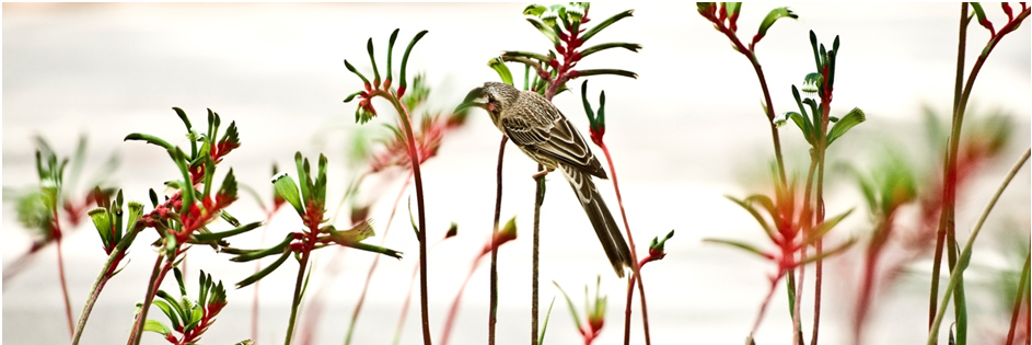 kingspark_wa's profile banner image