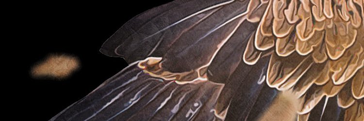 Damian (18+ only) banner