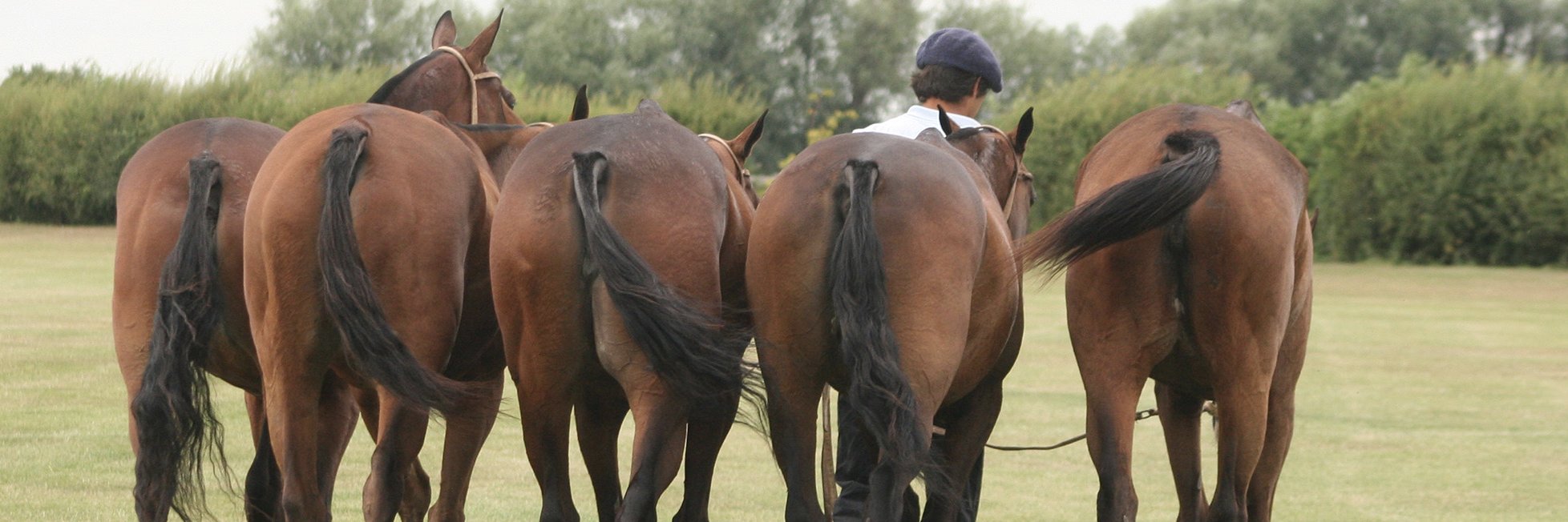 ccpoloclub's profile banner image
