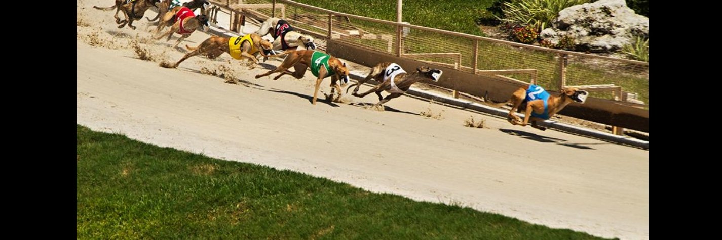 greyhounds6's profile banner image
