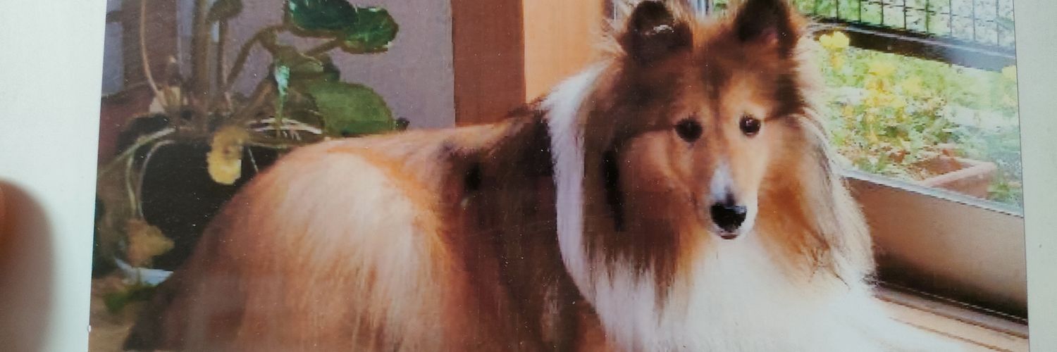 SanshiroOba's profile banner image