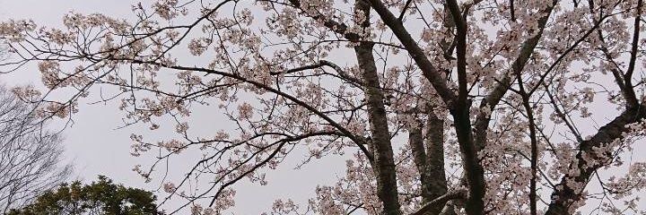somaushio's profile banner image