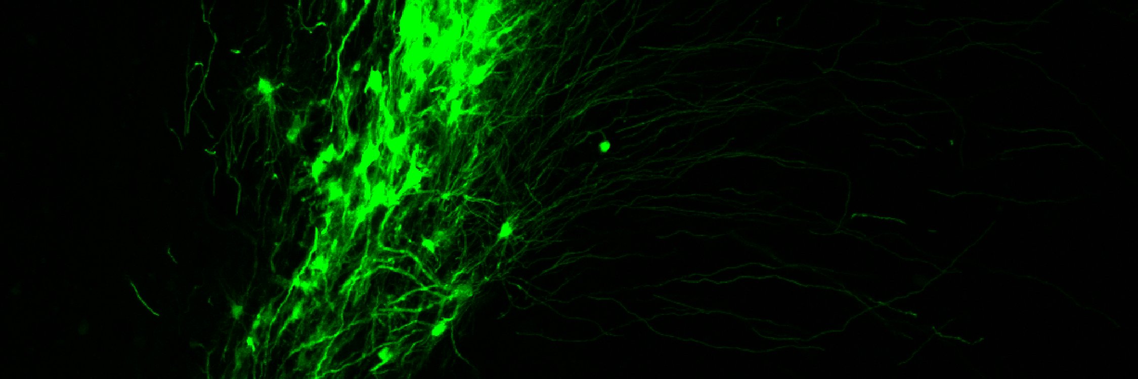 Camilo Morado banner