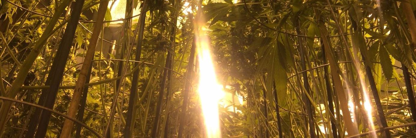 greengrassmmj's profile banner image