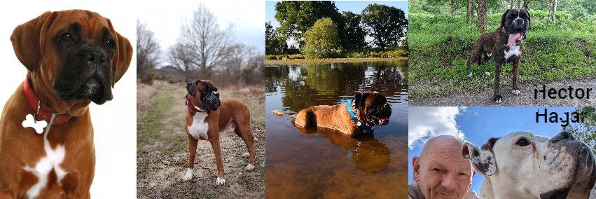 #Hector in charge banner