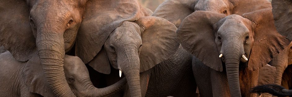 elephantvoices's profile banner image