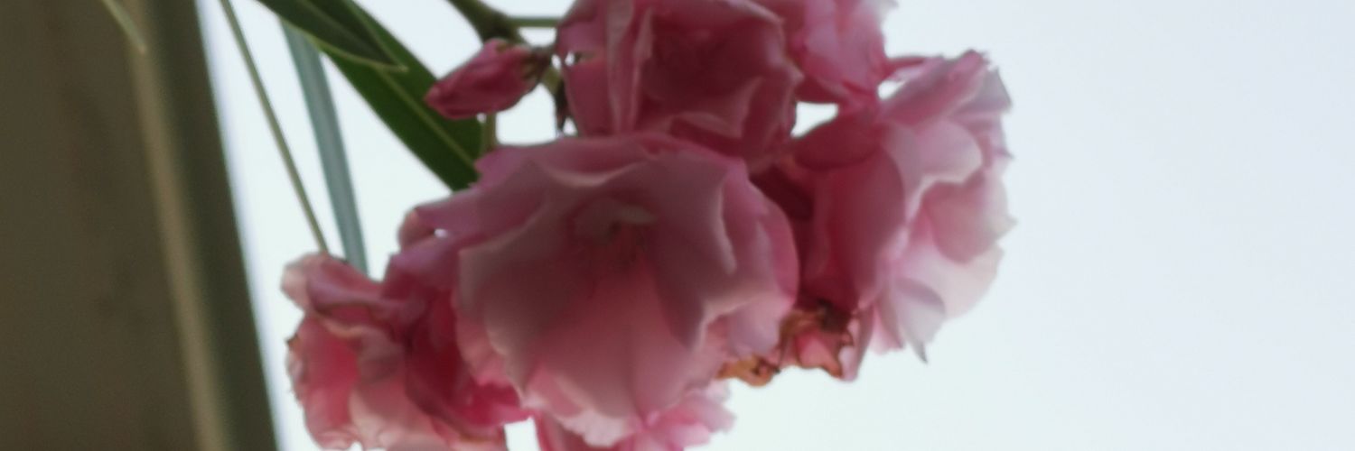 HanaaI2's profile banner image