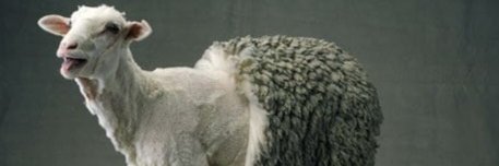 Sheard sheep banner