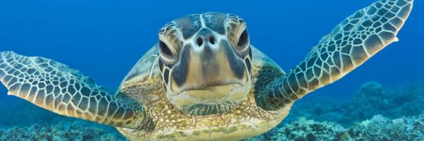 ScubaFlorida Profile Banner