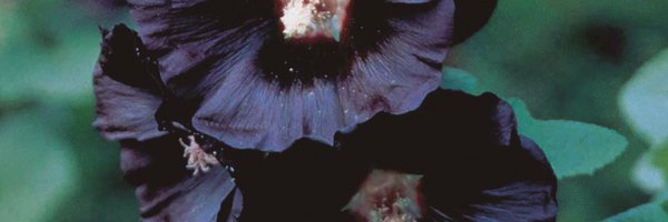 LapsusBarcelona Profile Banner