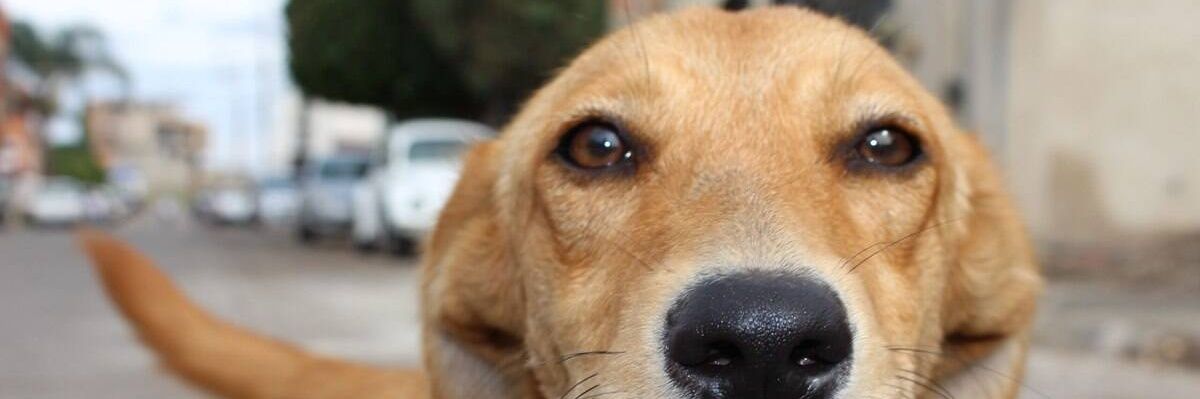 Teimoso Irônico Racional banner