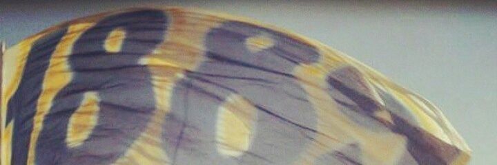 ruppyrc's profile banner image