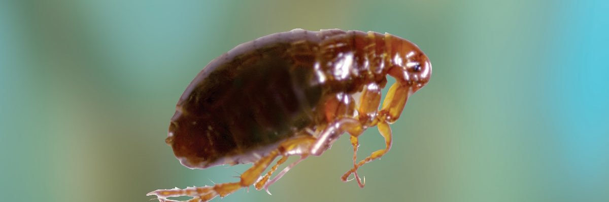 yungmicrodick's profile banner image